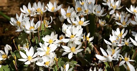 sanguinaria how to grow.